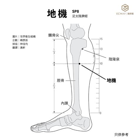 地機穴氣結|地機穴(地機):名稱釋義,功能作用,治法,定位,解剖,主治,操作,臨床運。